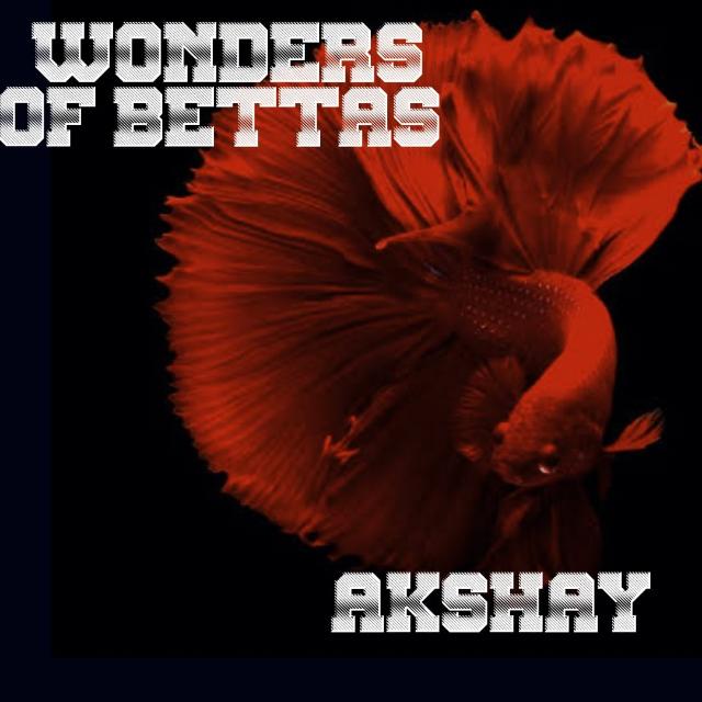 WONDERS OF BETTAS ?❤️