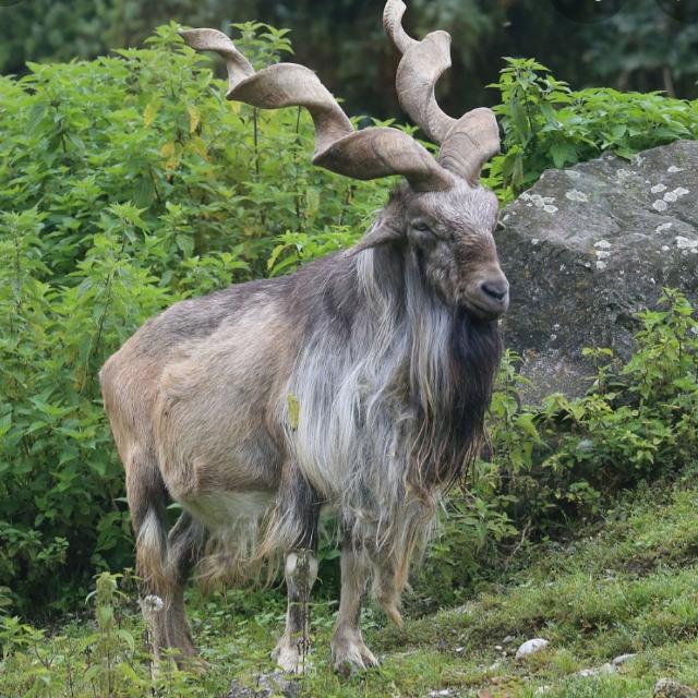 شوق شوقین کے سنک