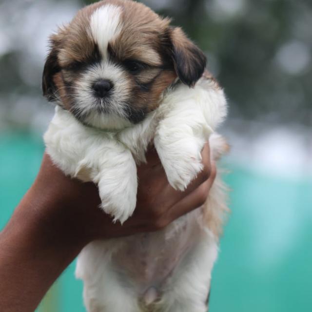 BREEDERS OF BANGALORE🐕