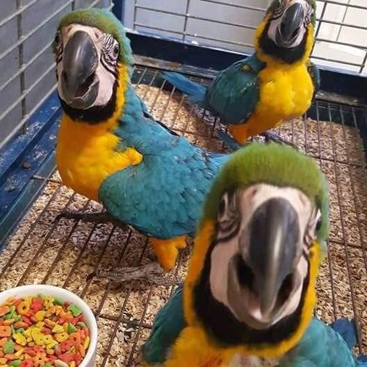 🦜PARROT SELLAR 🦜