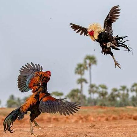 KATTU 🐔SAVAL 🐔_TN36