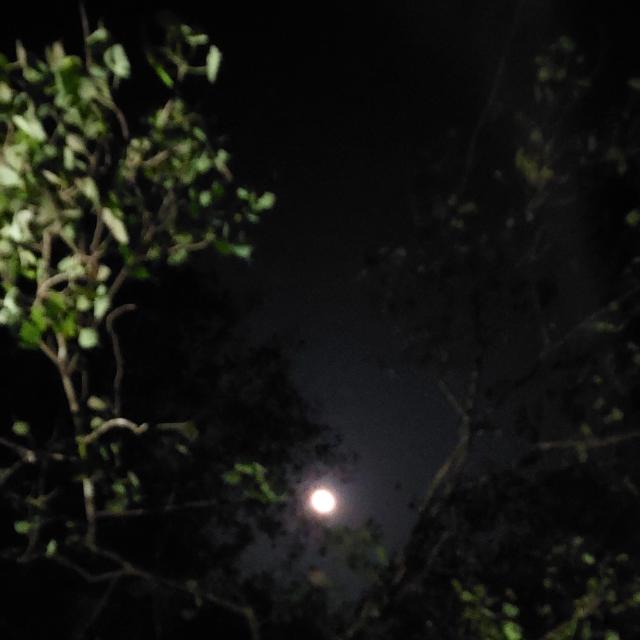 നീർമാദളം