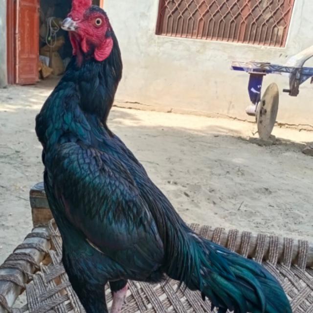 Only Multani Asel murga