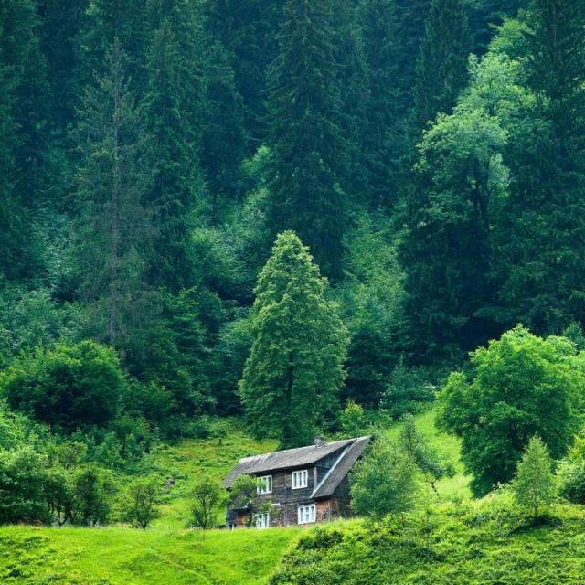🤤😍🌳हरा भरा GROUP🌳🤤😍