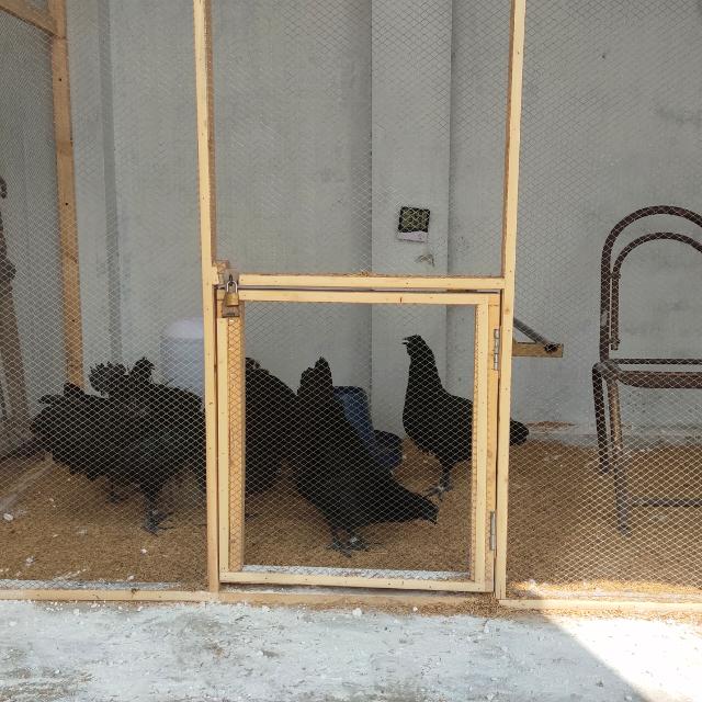 Ayam cemani Ring Bird G-4