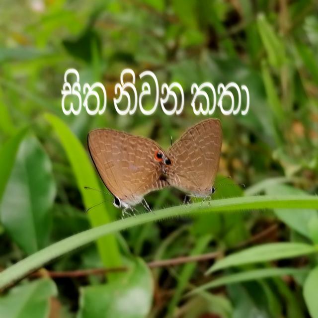 සිත නිවන කතා ?