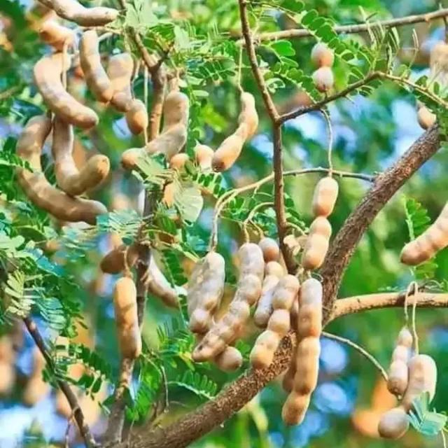 Hema Ki chud mai 9inch ka