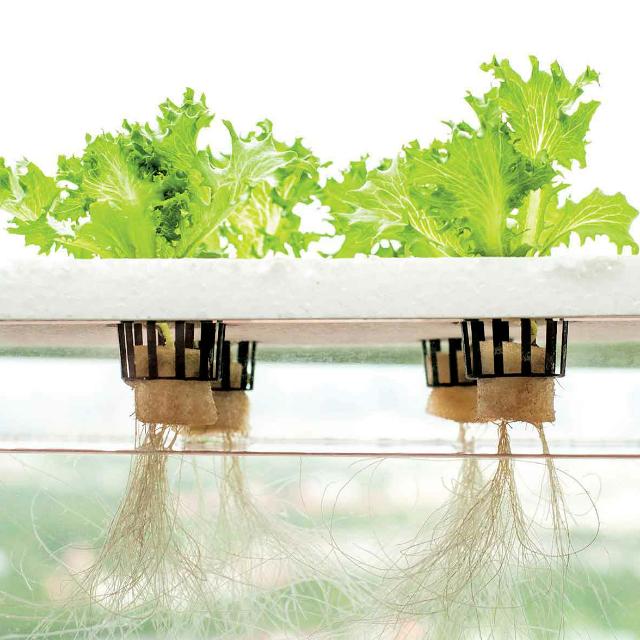 Hydroponics:NextGen-Agro