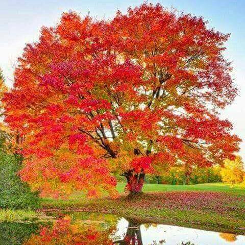 🍁Photographs🍁