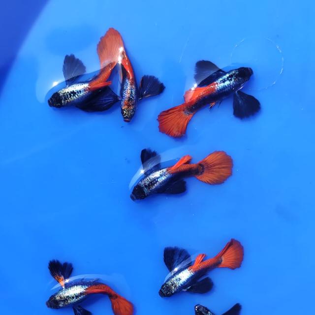 ?Nature aquatics ❤️