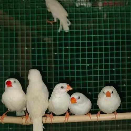 Finches world Tvm Neyyatt