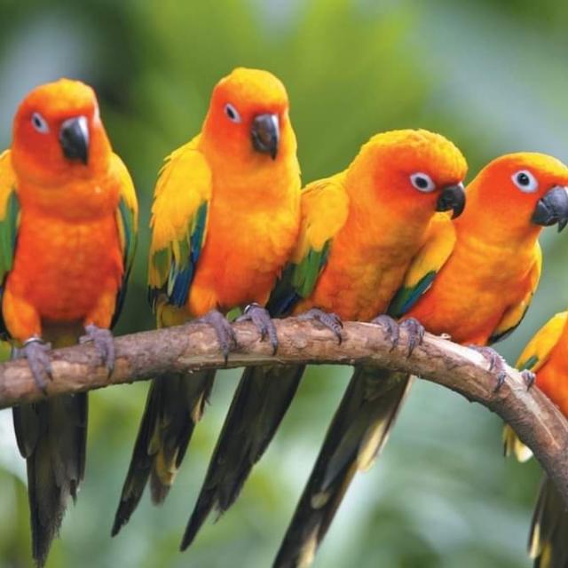 🦅🦅കിളിവീട് TVM🕊🕊
