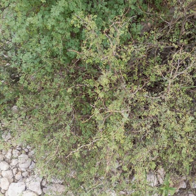 میرے دوست کے لیے