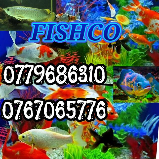 Mawanella Royal Fishco