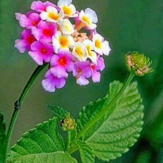 PLEASE DONT FOLLOW SATAN