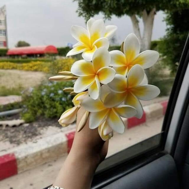 හිරු නිසදැස් ✍️🌼🍃🌎💗🥰