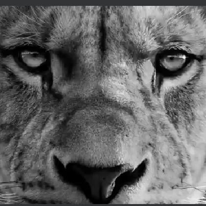🦁🇱🇰Lions share goal🇱🇰🦁