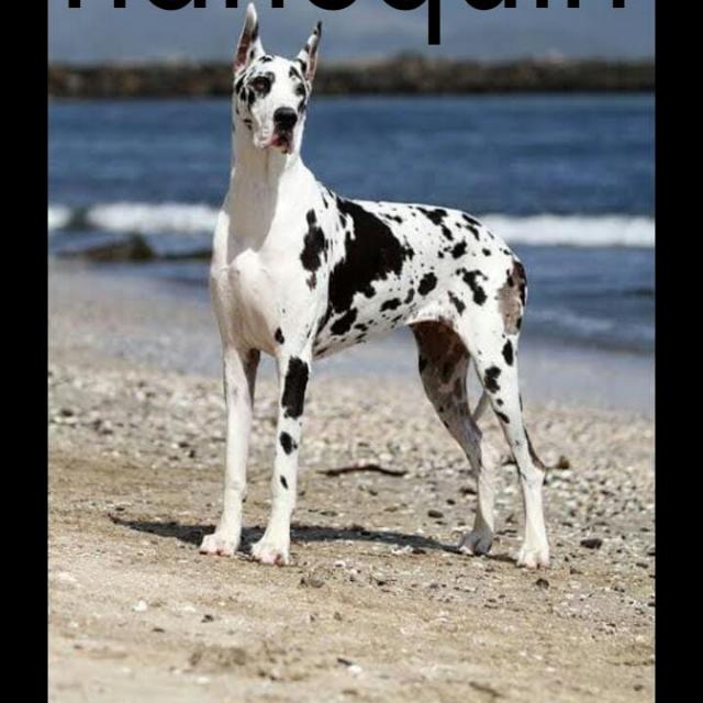 "Greatdane?Owners ?"