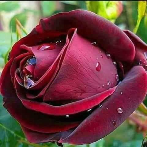 GET OUT OF THE VIR GROUPS