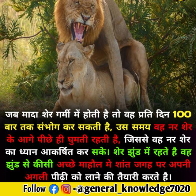 कमीनो का अड्डा