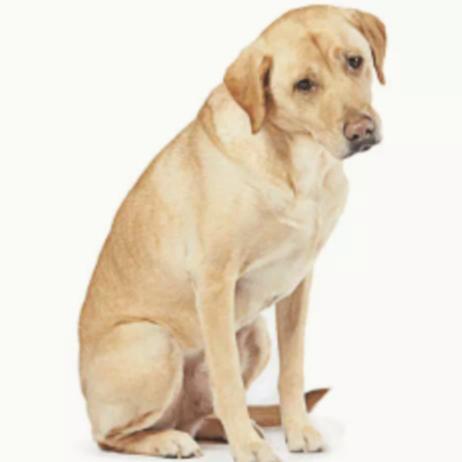 Zoom meet pe daily Tamasha ???