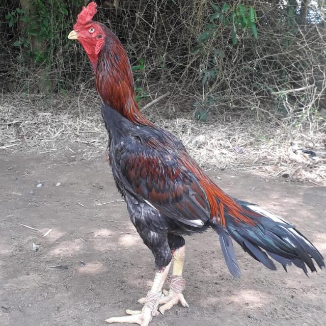 🔥Thamizlar kalacharam 🐓