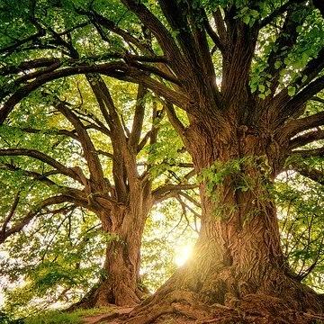 Natural growth group ??