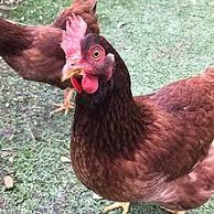 Pure Rir hens and Chicks🐥