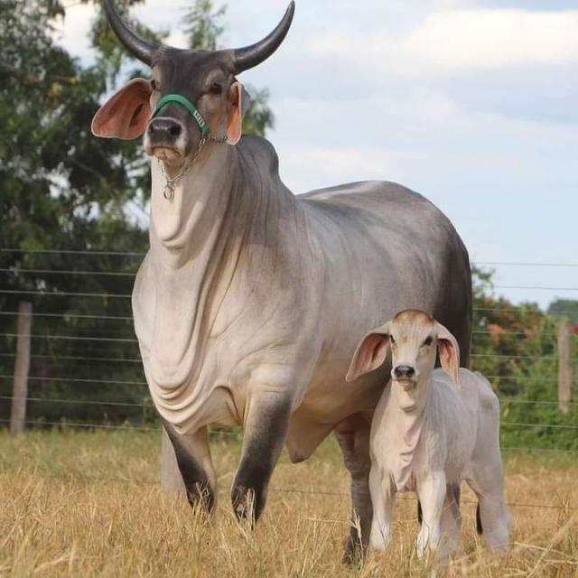 गौ रक्षक दल ?