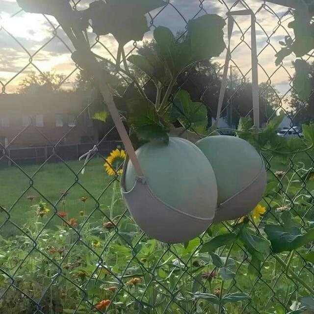 Videocll service free no