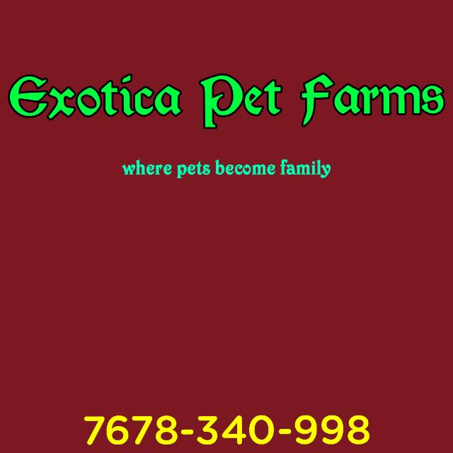 Exotica Pet Farms😍😘