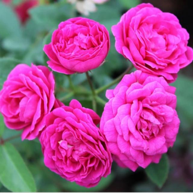 ꧁༒ৰূপহী♡অসম༒꧂