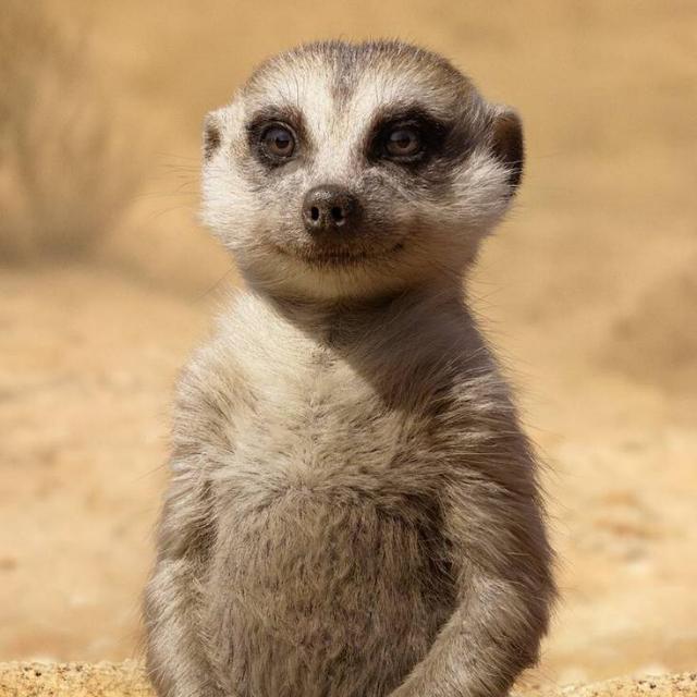 🐗Hakuna 🐅 Matata🦡