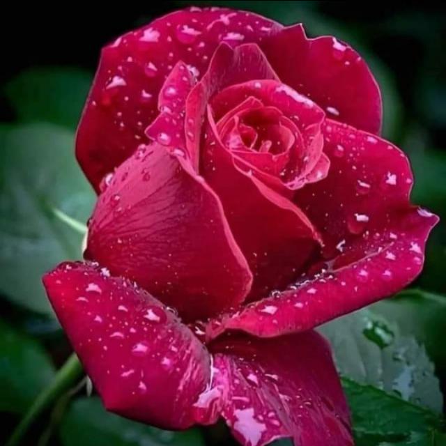 عاشق لوگ