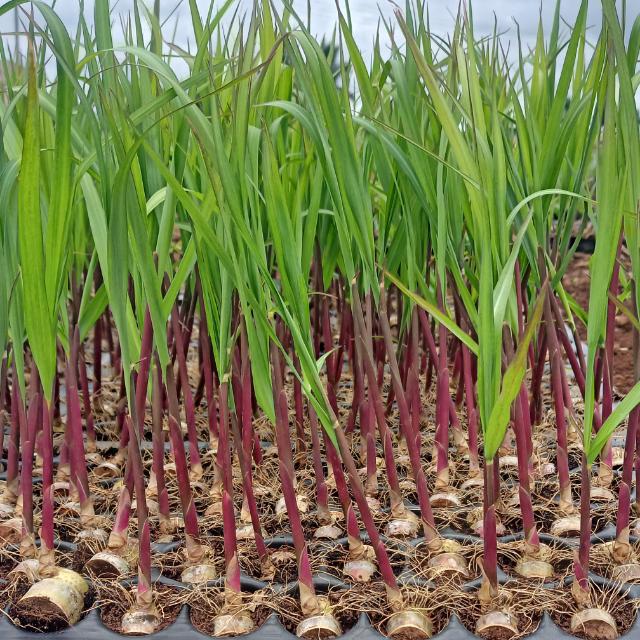 रोपांची खरेदी विक्री🌱