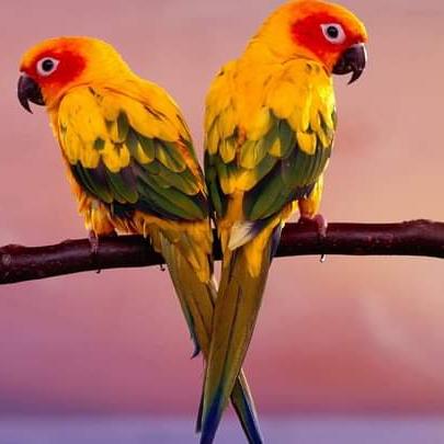 Friends
