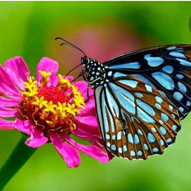 ?️ONE DREAM ONE RIDE ?️