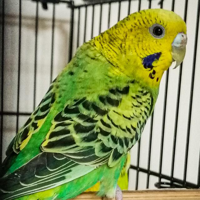 Parrots of Rawalpindi 🐦♥️