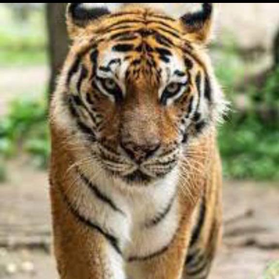 All network sim details