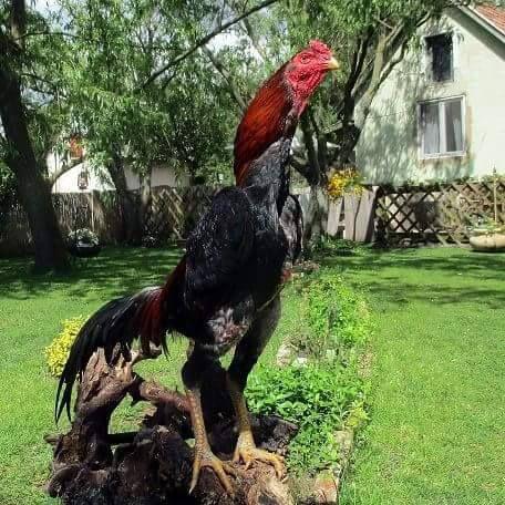 ♕︎♕︎꧁ ???? ??????꧂♕︎♕︎