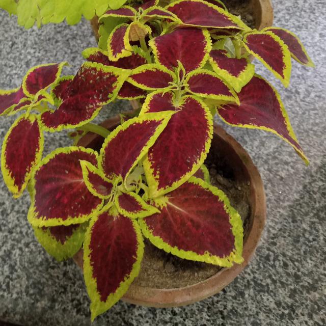 වැල ගිරිය ??