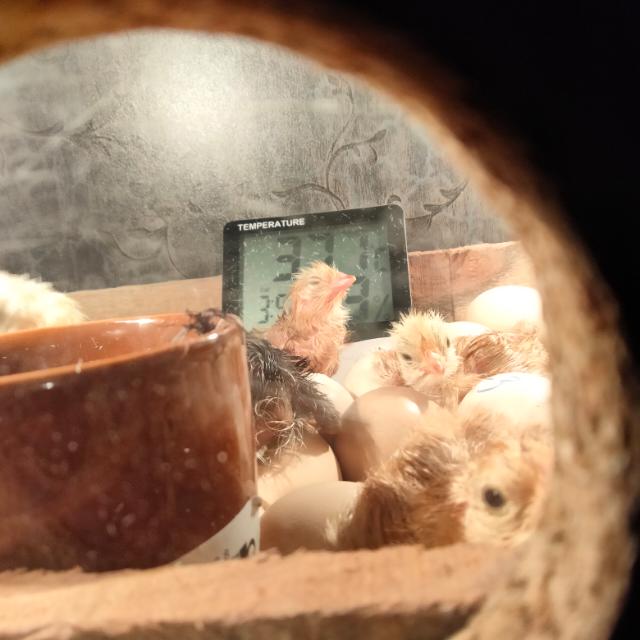 PURE RIR Eggs &amp; Chicks