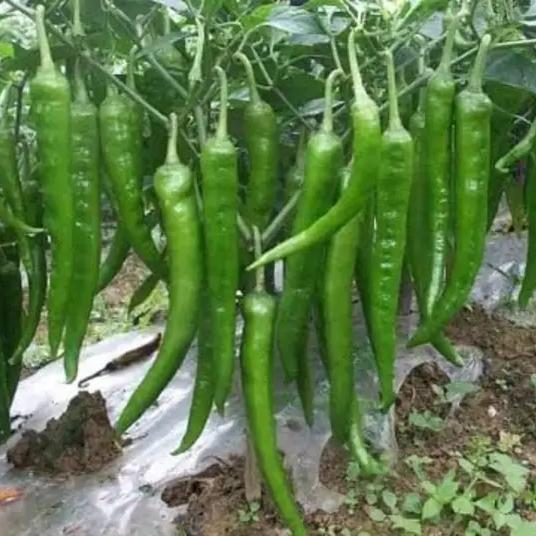 ගෙවතු වගාව