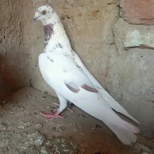 🕊️🕊️SHYAMNAGAR PIGEON LOVERS🕊️