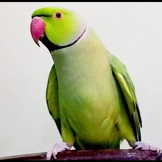 Talkative Parrots ❤️