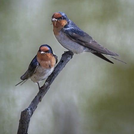 چناں میرا جی ڈھولا