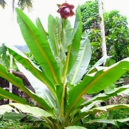 കൃഷി ദീപം 🥬🥬🌿🌱🌴🌳🌲