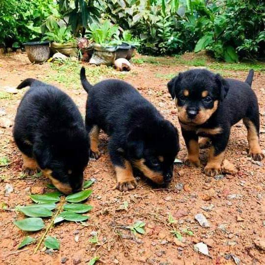 සුරතල් සතුන්  sle & bai