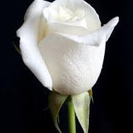 මල් පොහොට්ටු