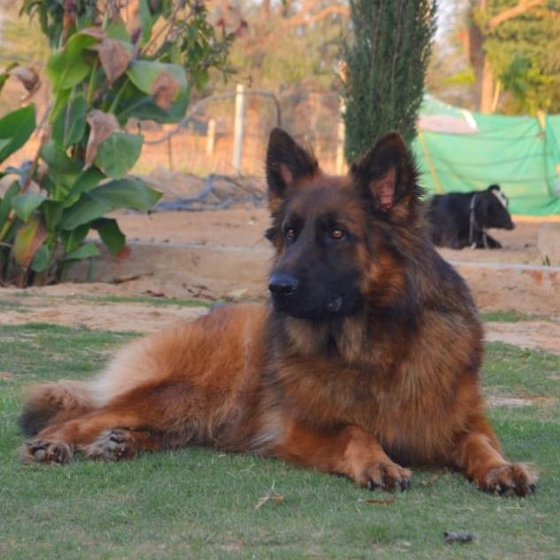 Dog lover rajasthan, uttar pradesh, harayana, gujarat,punjab, Maharashtra